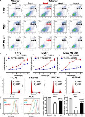 Detachment Activated CyPA/CD147 Induces Cancer Stem Cell Potential in Non-stem Breast Cancer Cells